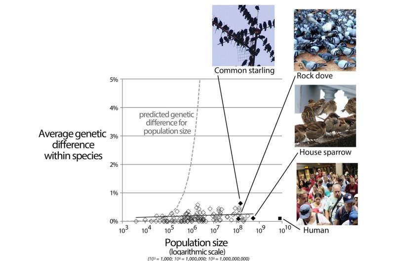 Far from special: Humanity's tiny DNA differences are 'average' in animal kingdom