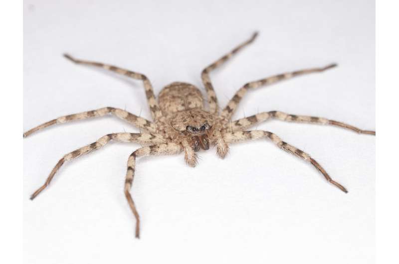 Fastest spin on Earth? For animals that rely on legs, scientists say one spider takes gold