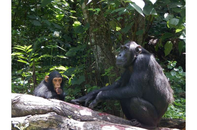 Female chimpanzees know which males are most likely to kill their babies
