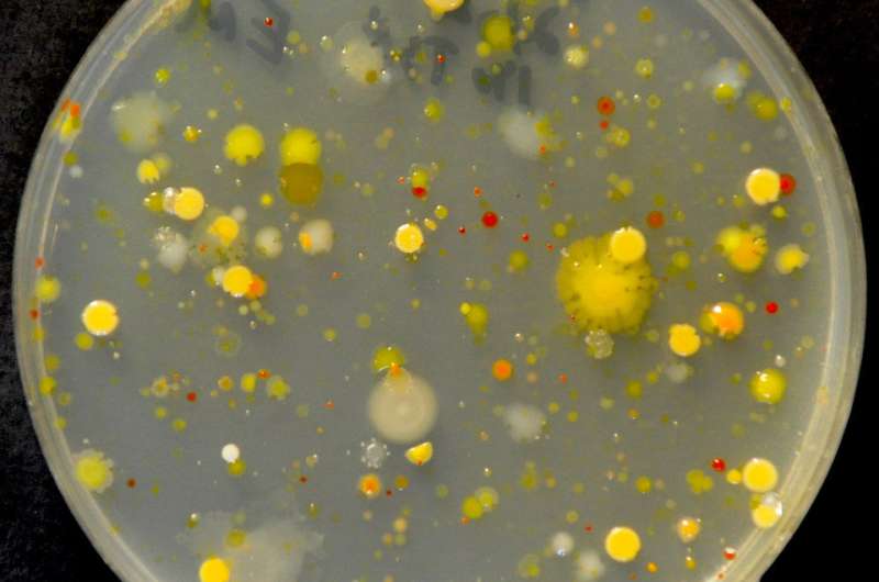 Fertilizer destroys plant microbiome's ability to protect against disease