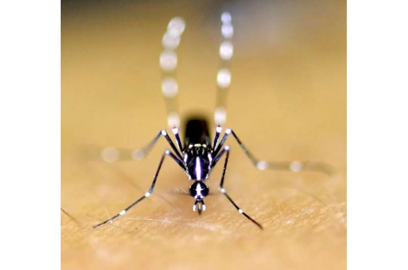 Fighting mosquitoes in your backyard with scientists' help