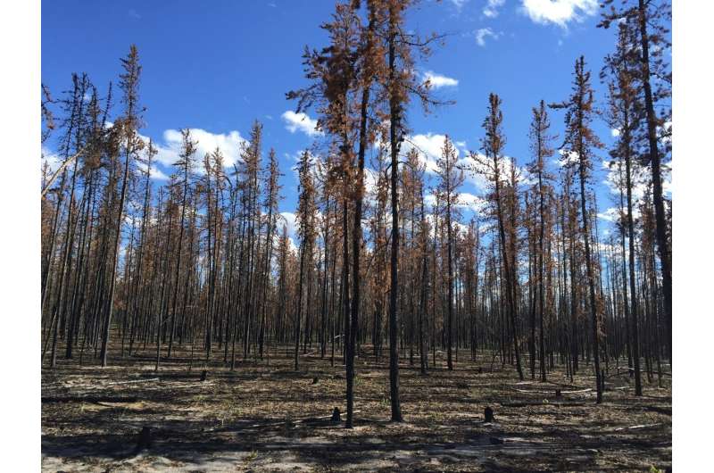 Fires, floods and satellite views: Modeling the Boreal forest's future