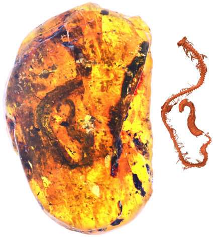 First fossilized snake embryo ever discovered rewrites history of ancient snakes