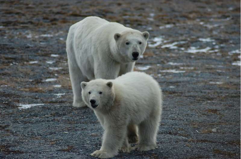 First tally of US-Russia polar bears finds a healthy population