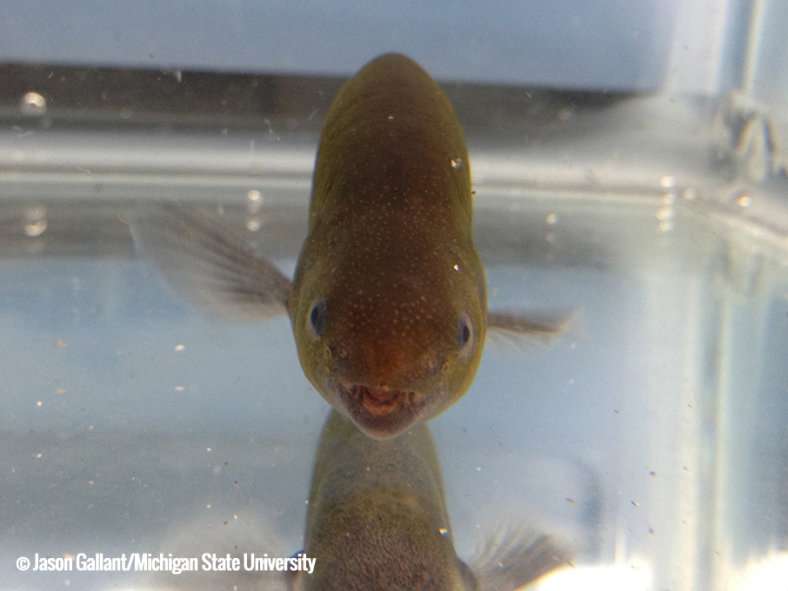 Fish's use of electricity might shed light on human illnesses