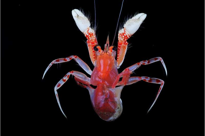 Five new blanket-hermit crab species described 130 years later from the Pacific