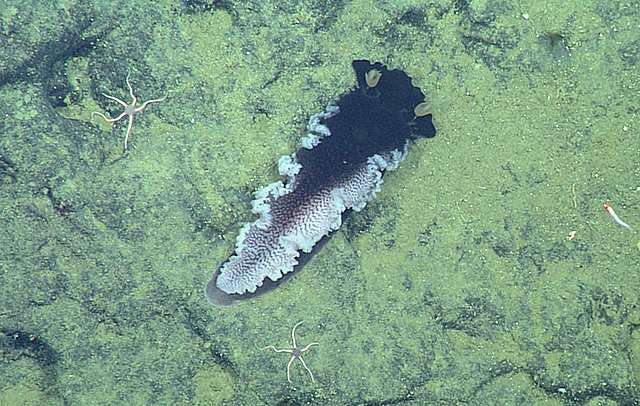 Five new species of sea slugs found in the ocean depths