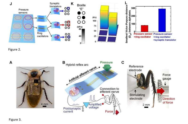 Flexible organic electronics mimic biological mechanosensory nerves