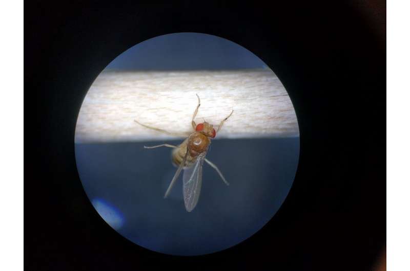 Flies meet gruesome end under influence of puppeteer fungus