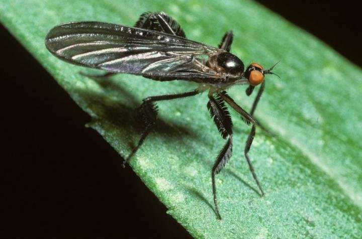 Fly mating choices may help explain variation across species