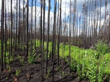 Fort McMurray researchers find simple key to risk of severe peat fires
