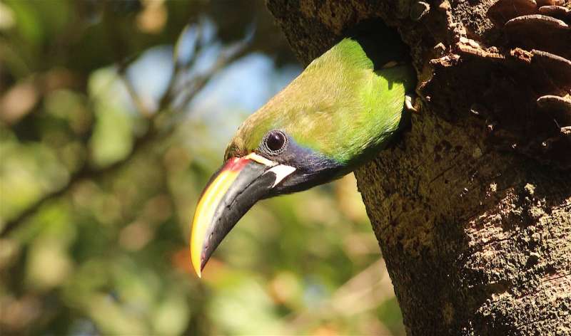 For tropical forest birds, old neighborhoods matter