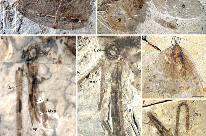 Fossils reveal diverse mesozoic pollinating lacewings