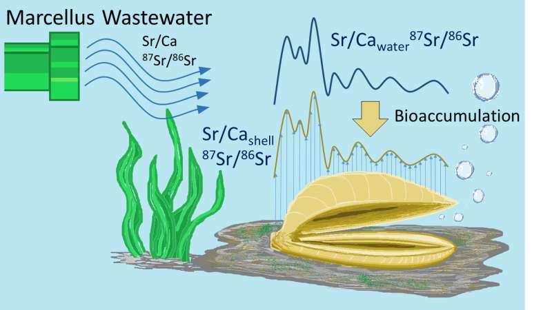 Fracking wastewater accumulation found in freshwater mussels' shells