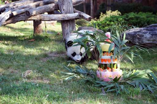 France's first baby panda celebrates one-year anniversary