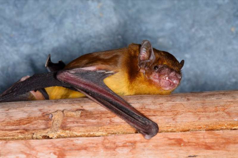 Fuzzy yellow bats reveal evolutionary relationships in Kenya