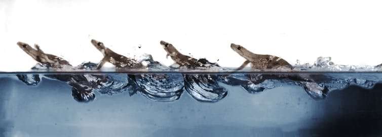 Geckos filmed to find out how they walk on water