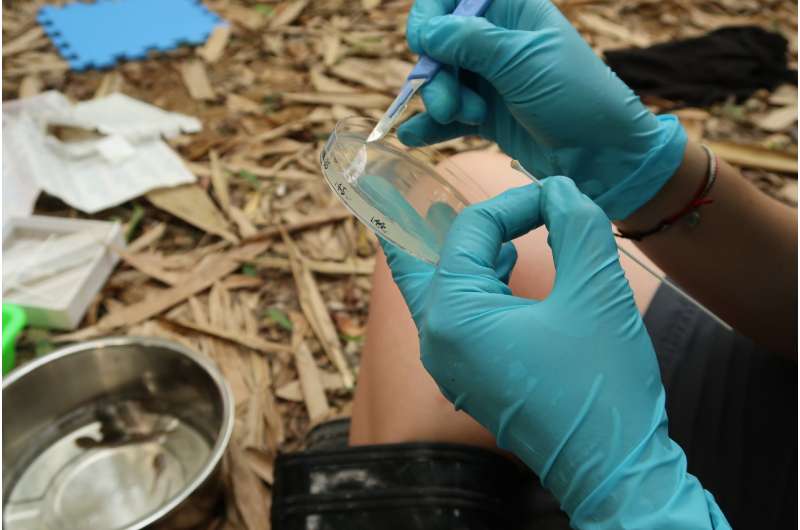 Genetic clues reveal origins of killer fungus behind the 'amphibian plague'