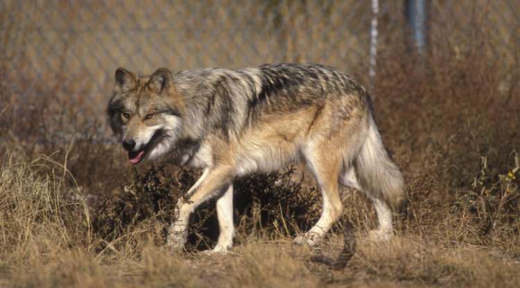 Genetics research verifies purity of the Mexican wolf