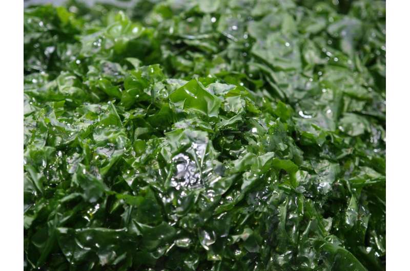 Genome of sea lettuce that spawns massive 'green tides' decoded