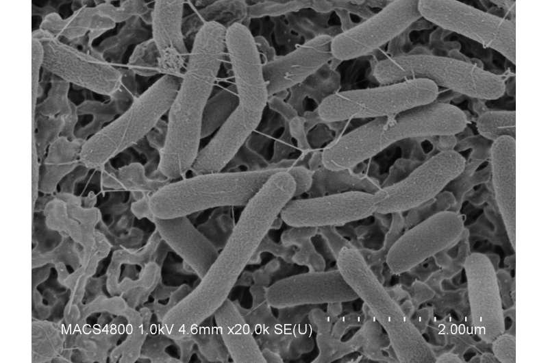 Getting more out of microbes—studying Shewanella in microgravity