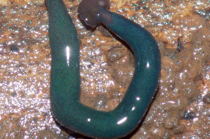 Giant invasive flatworms found in France and overseas French territories