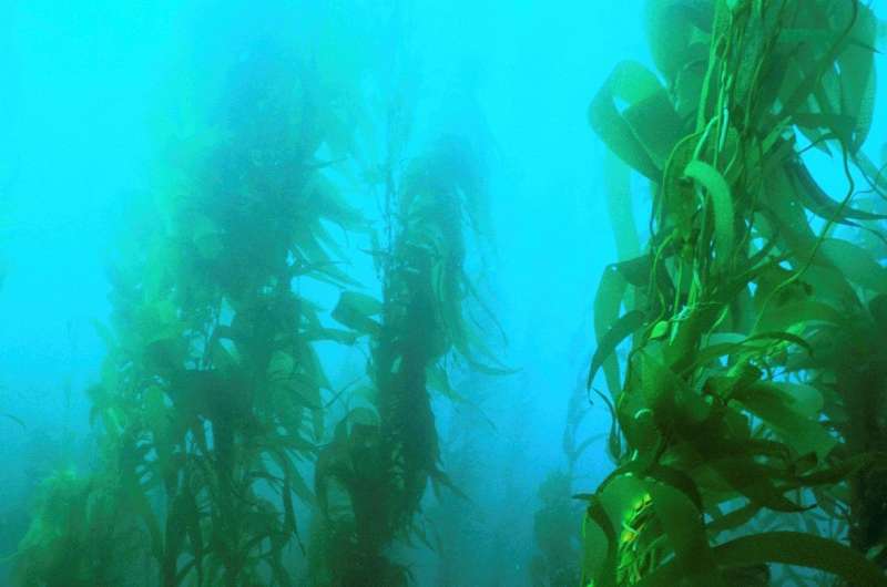 Giant kelp switches diet when key nutrient becomes scarce
