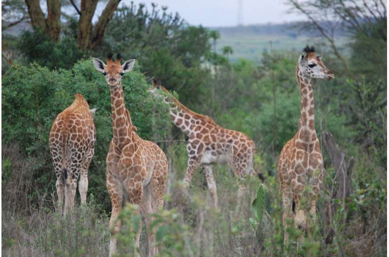 Giraffes surprise biologists yet again