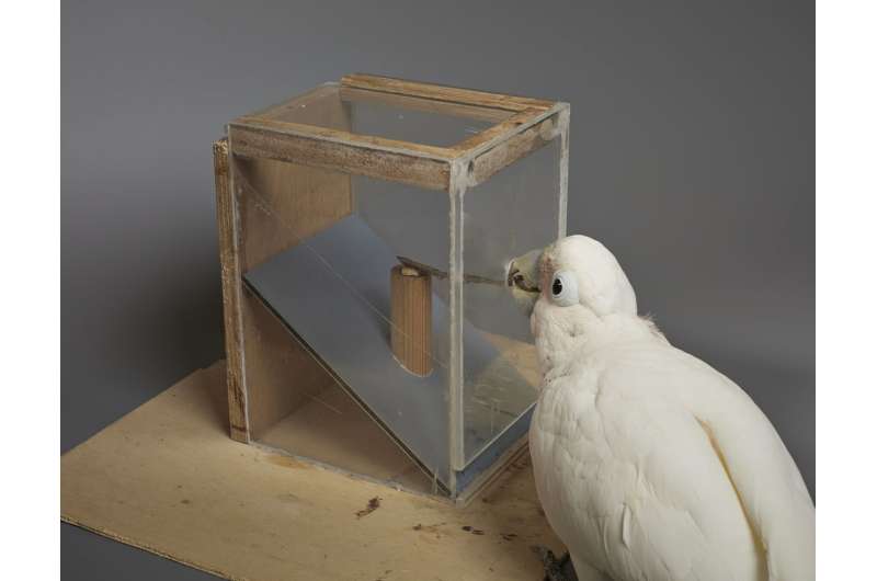 Goffin's cockatoos can create and manipulate novel tools