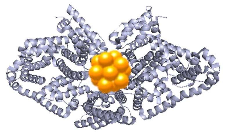 Gold protein clusters could be used as environmental and health detectors