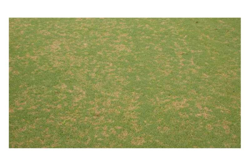 Golf course managers challenged by fungicide-resistant turf grass disease