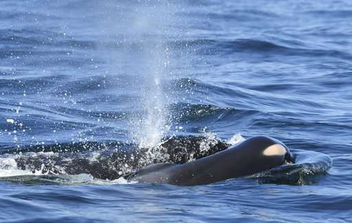 Grieving orca highlights plight of endangered whales