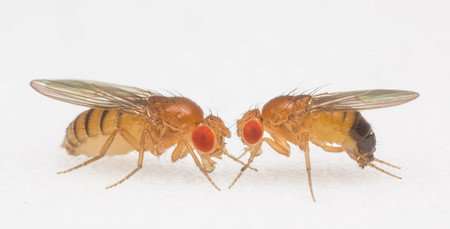Gut bacteria influence movement in flies