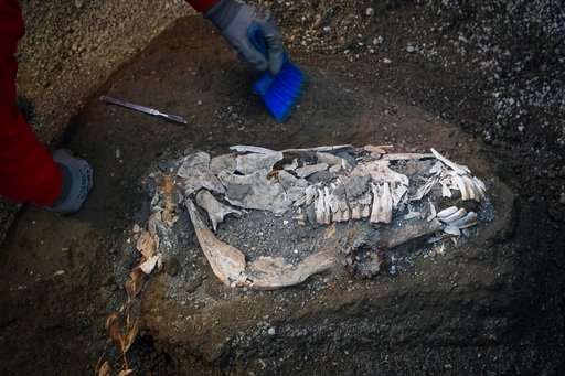 Harnessed horse unearthed in ancient stable near Pompeii
