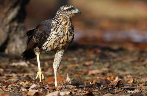 Hawk native to South America wows crowd in Maine park