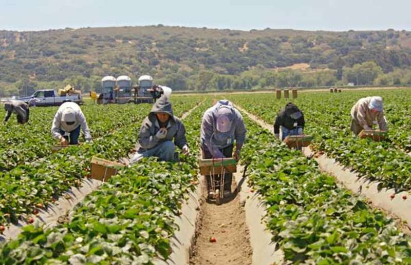Healthy to eat, unhealthy to grow—Strawberries embody the contradictions of California agriculture