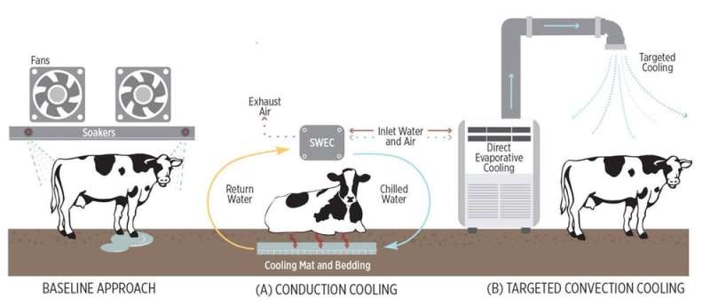 Heat is a serious threat to dairy cows – we're finding innovative ways to keep them cool