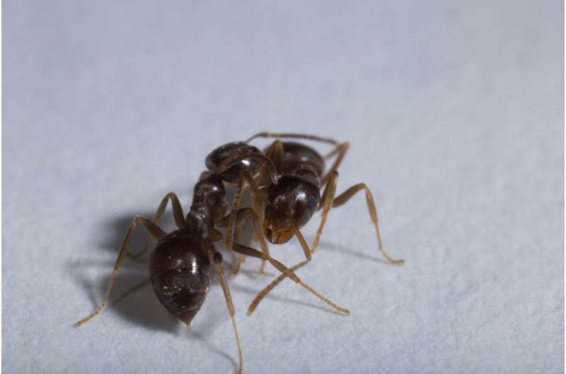 Helping in spite of risk: Ants perform risk-averse sanitary care of infectious nest mates