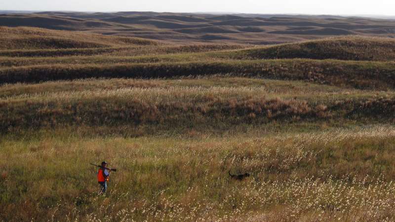 Higher temperatures likely to affect sharp-tailed grouse, study finds