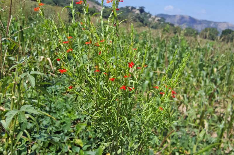 High-protein corn also resistant to parasitic weed