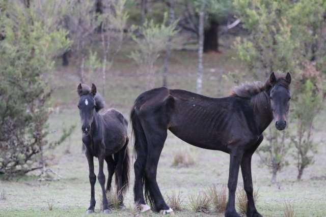Hold your horses – feral horse fertility control isn't that easy