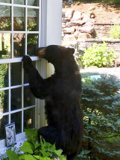 Home break-ins by black bears surge in Connecticut suburbs