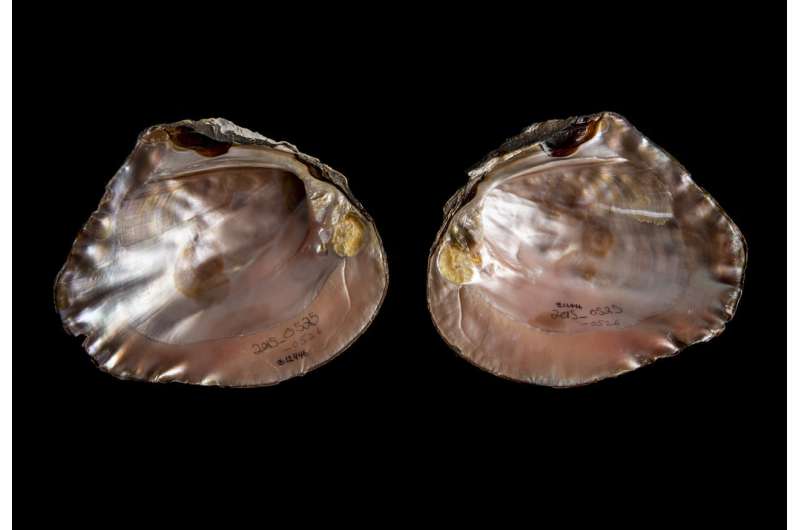 How ancient Mayan shell decor led to a new look at freshwater mussels south of the border