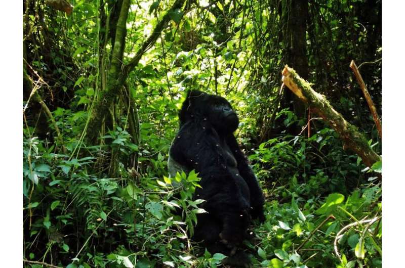 How catching malaria gave me a new perspective on saving gorillas