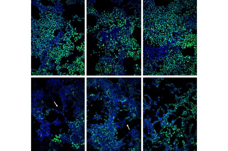 How communication among cells affects development of multicellular tissue