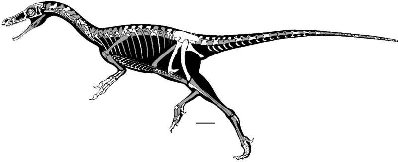 How did alvarezsaurian dinosaurs evolve monodactyl hand?