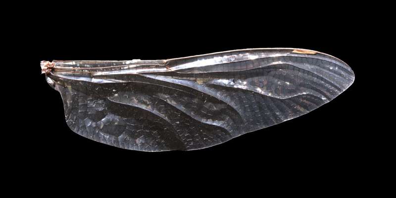 How dragonfly wings get their patterns