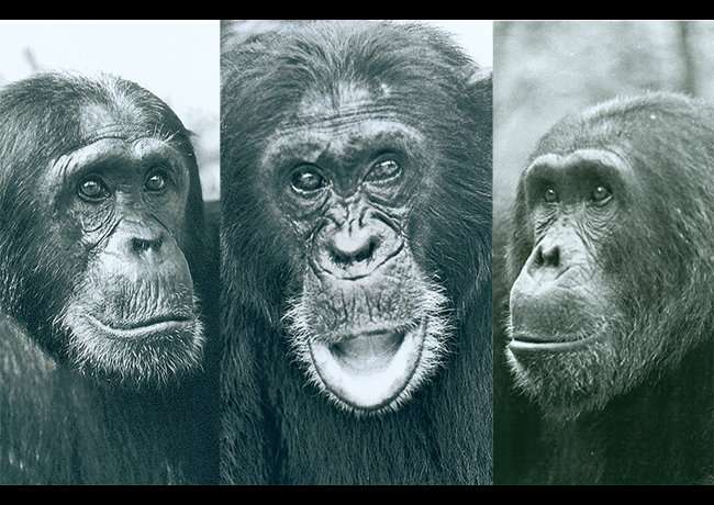 How infighting turns toxic for chimpanzees