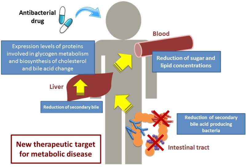 How intestinal bacteria can affect your blood sugar and lipid levels