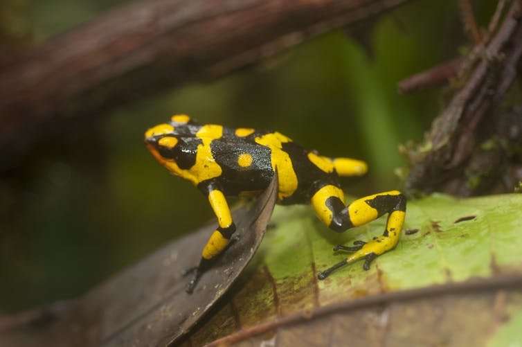 How naming poison frogs helps fight their illegal trade